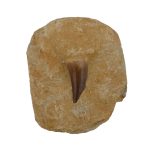 mosasaur_tooth_composite.jpg
