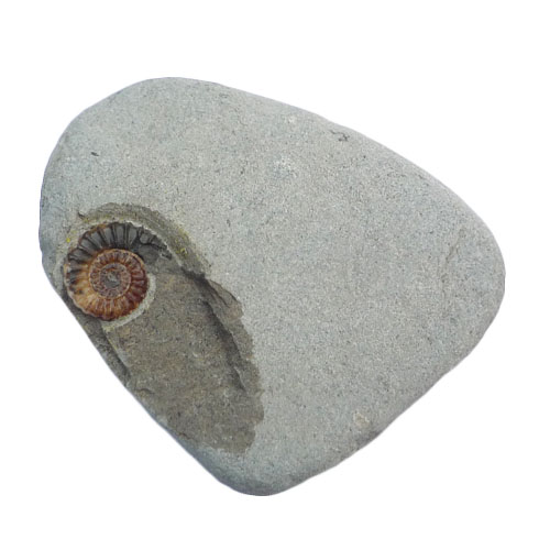 promicroceras_ammonite_1.jpg