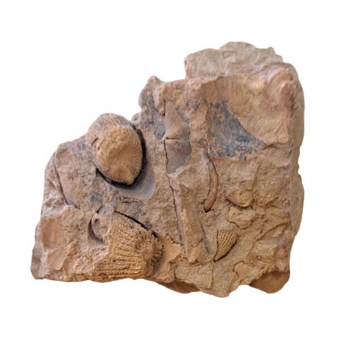 Fossiliferous Sandstone