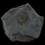 Fossiliferous_Mudstone-removebg-preview