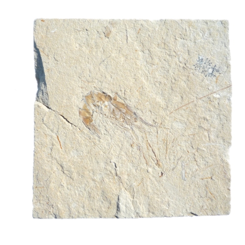 carpopenaeus_longirostis_fossil_shrimp.jpg